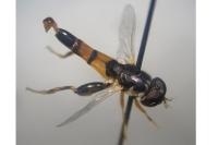 Syritta flaviventris