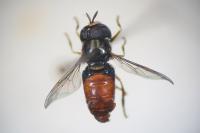 Paragus testaceus