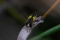 Helophilus trivittatus