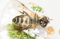 Eristalis pertinax