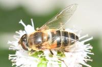Eristalis pertinax