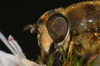 Eristalis pertinax