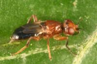 Elachiptera brevipennis