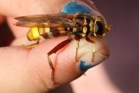 Milesia crabroniformis