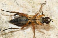 Cordilura albilabris