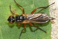 Cordilura albilabris