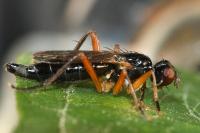 Cordilura albilabris