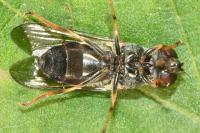 Cheilosia scutellata