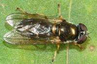 Cheilosia scutellata