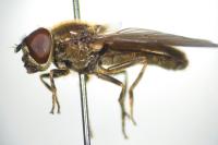 Cheilosia latifrons