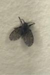 Clogmia albipunctata