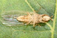 Trigonometopus frontalis