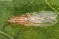 Trigonometopus frontalis