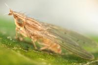 Trigonometopus frontalis