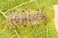 Tanypus punctipennis