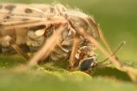 Tanypus punctipennis