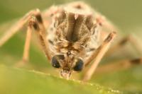 Tanypus punctipennis