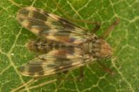 Psectrotanypus varius