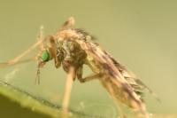 Psectrotanypus varius