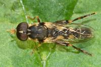 Syritta pipiens
