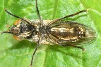 Riponnensia splendens