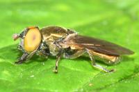 Riponnensia splendens