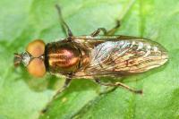 Riponnensia splendens