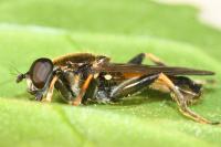 Xylota segnis