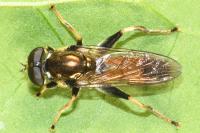 Xylota segnis