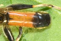 Xylota segnis