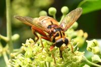 Milesia crabroniformis