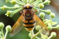 Volucella zonaria