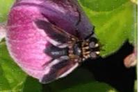 Trichopoda pictipennis