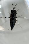 Hermetia illucens