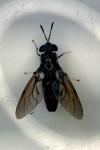 Hermetia illucens
