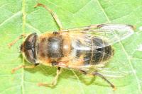 Eristalis pertinax