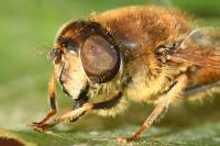 Eristalis pertinax
