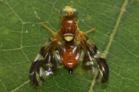 Euleia heraclei