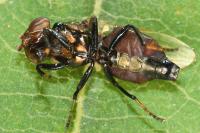 Physiphora alceae