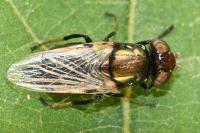 Physiphora alceae
