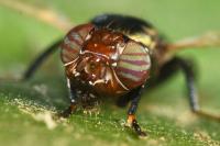Physiphora alceae