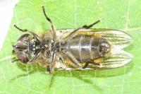 Cheilosia latifrons