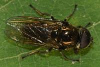 Cheilosia latifrons