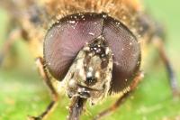 Cheilosia latifrons