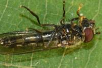 Platycheirus scutatus