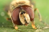 Platycheirus scutatus