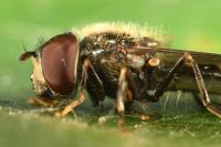 Platycheirus scutatus