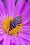 Stomorhina lunata
