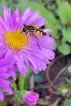 Helophilus trivittatus