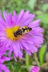 Helophilus trivittatus